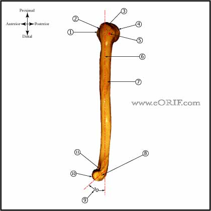 Shoulder Anatomy